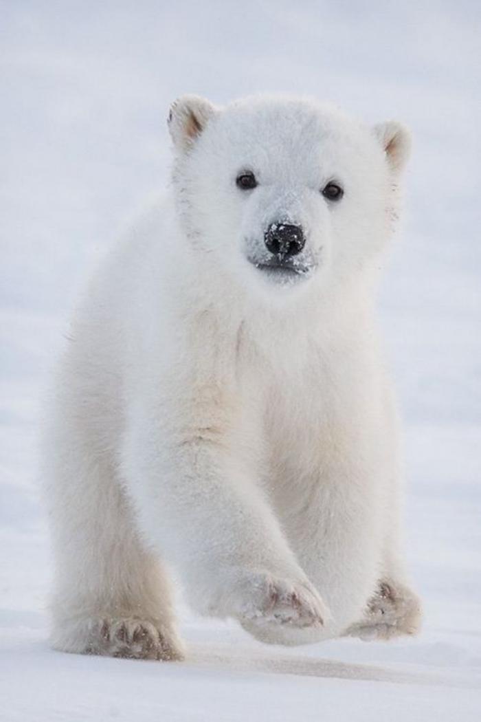 Photo Ours Polaire Ourson Arctique 4 Polar Bears Album Teddy Bear Dreams C Fotki Com Photo And Video Sharing Made Easy